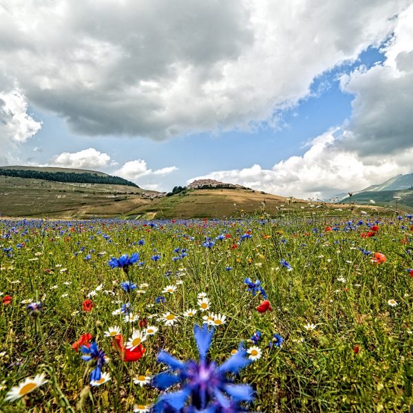 Castelluccio